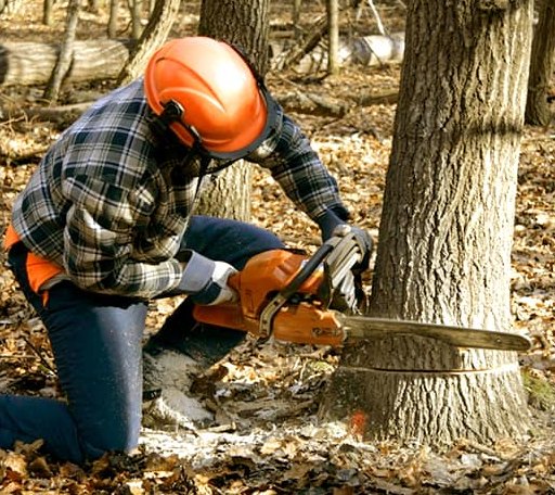 Tree Removal in Griffin, IN